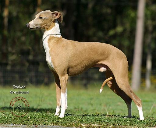 Italian Greyhound 9R031D-083.JPG